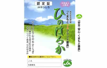 maegashira_1